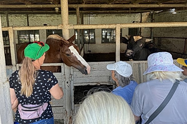 Поездка в конноспортивный клуб «Добрыня»