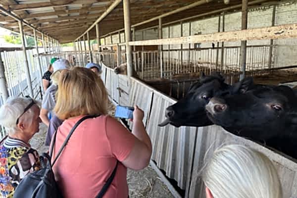 Поездка в конноспортивный клуб «Добрыня»