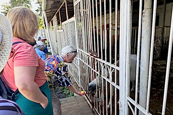 Поездка в конноспортивный клуб «Добрыня»